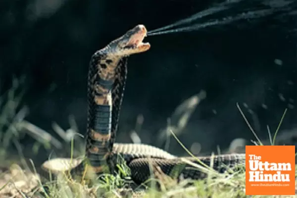 Punjab Introduces Free Anti-Snake Venom to Combat Snake Bites in Every District