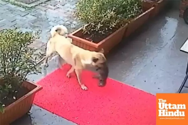 Mother dog braves rain to save nearly frozen puppy: Heartwarming video captures the rescue