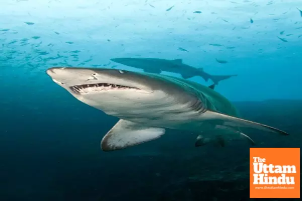 Australia: Scientists advocate for tagging, monitoring program to reduce shark attack risk