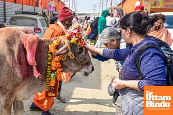 Prayagraj: Women devotees seek blessings from a cow with five legs at the Sangam during the Maha Kumbh Mela 2025