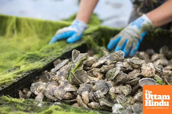 Oyster blood protein helps fight against superbugs: Study