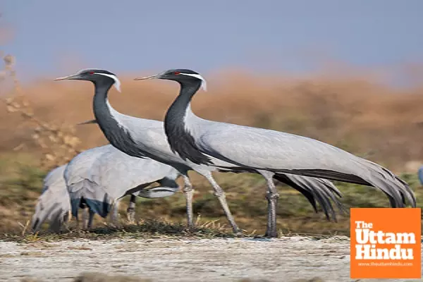 Rajasthan Battles Bird Flu: 33 Cranes Found Dead, Experts Raise Concerns