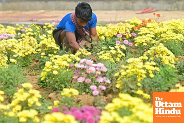 Agartala: Workers at the Badharghat Progeny Orchard