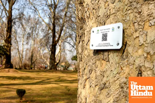 Srinagar: A worker installs a QR code-based GIS plate on a Chinar tree