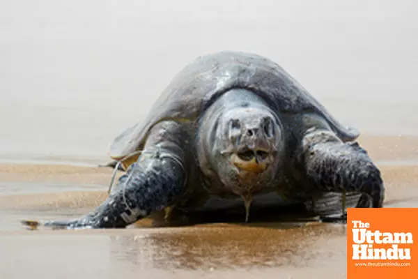 Chennai: Carcasses of endangered sea turtles lie washed ashore at Palavakkam Beach