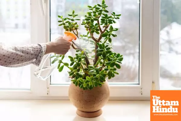 5 Compelling reasons to keep a jade plant in your kitchen