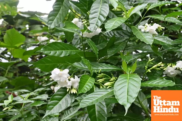 secret to more Mogra blooms: use this household item to improve flowering