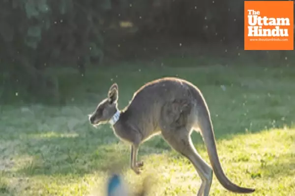 Australian researchers produce first kangaroo embryos through IVF