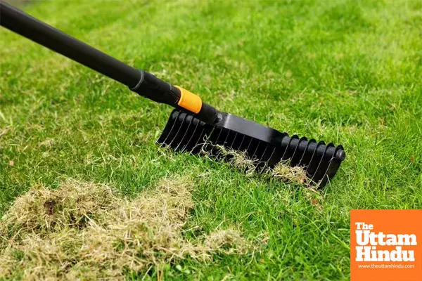 Lawn care warning: this common mistake could kill your grass and lead to a moss invasion