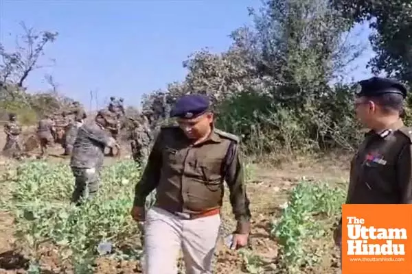 Massive Crackdown on Opium: Police Destroy Crops Worth ₹125 Crore, 86 Arrested