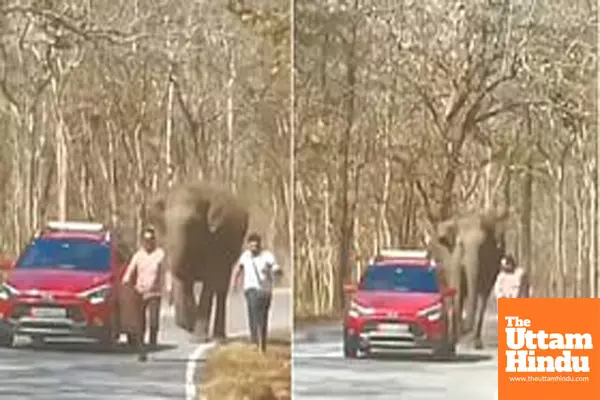 Tourists escape unhurt as Wild Elephant charges moving car in Kerala