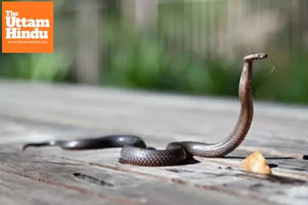 Warning issued over surge in snake bites in northeast Australia