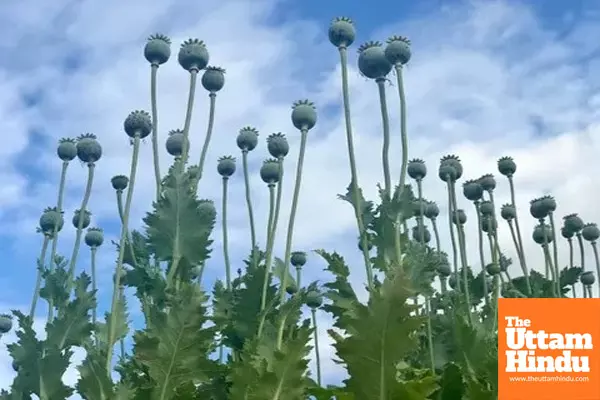 Over 19,000 Acres of Land in Jharkhand Used for illegal Poppy Farming