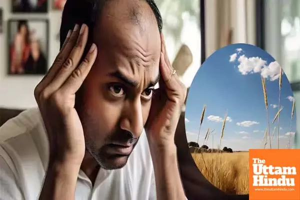 Maharashtra District Reports Sudden Hair Loss! Wheat from Punjab-Haryana Under Scrutiny