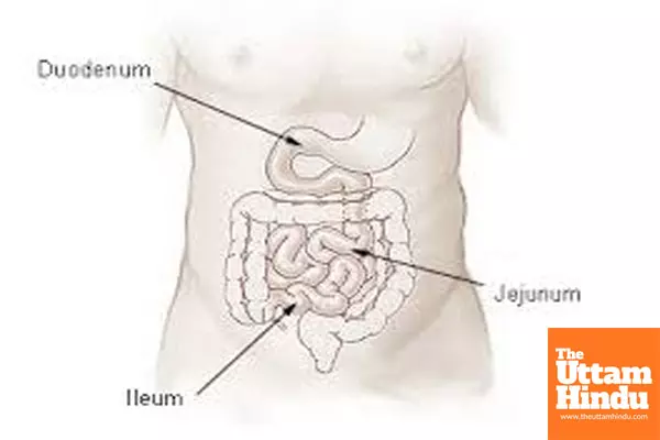 Study Reveals Crucial Role of Duox-ROS System and Immune Pathway in Insect Gut Immunity